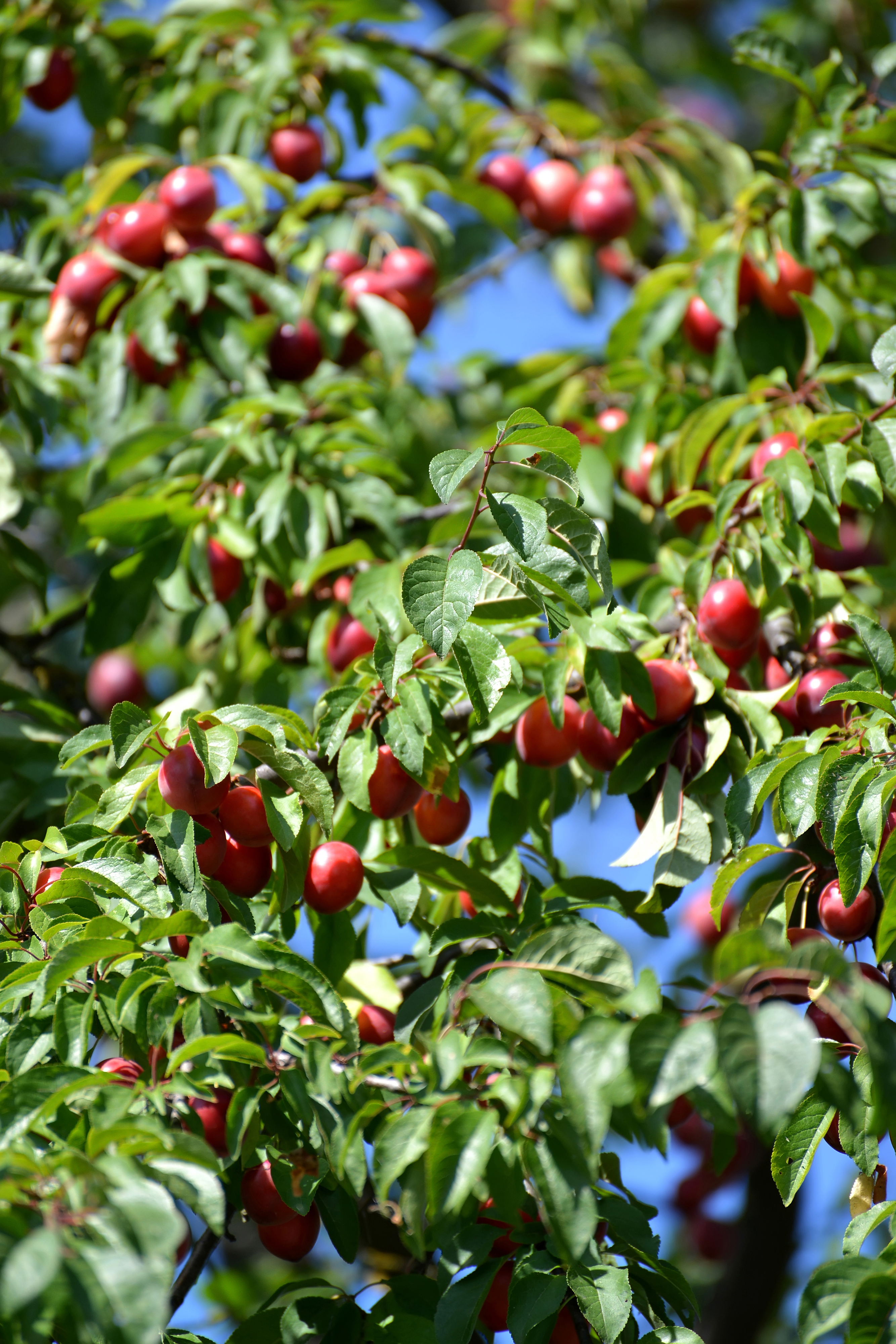 Спелая красная алыча (Prunus cerasifera)