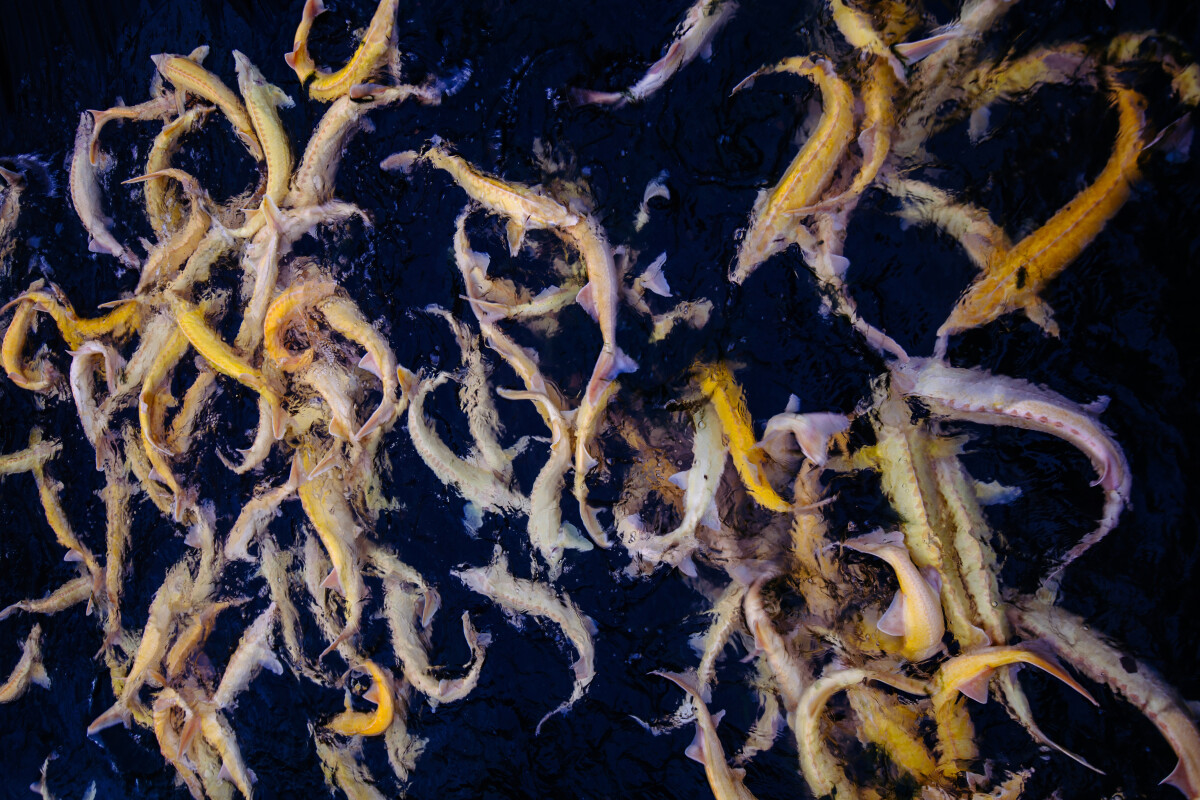 Live albino sturgeons in the cage in fish breeding farm