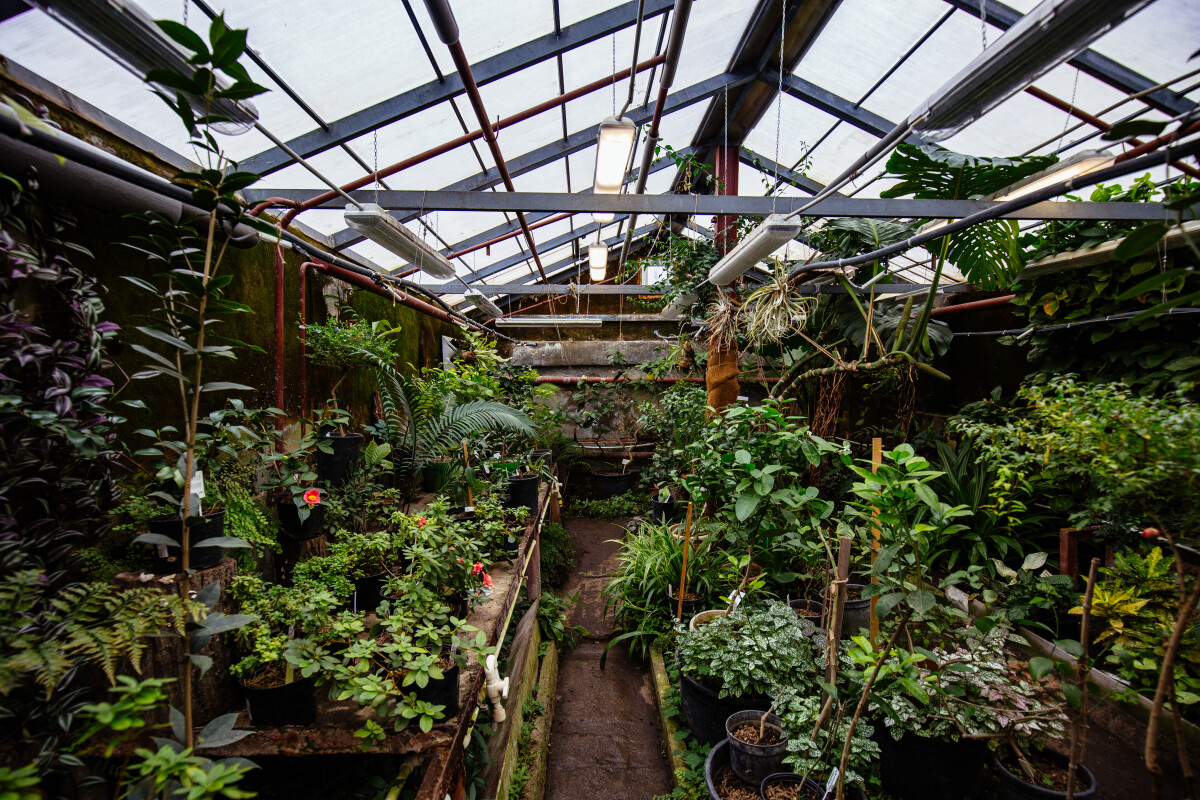 Greenhouse with tropical plants. Scientific botanical garden