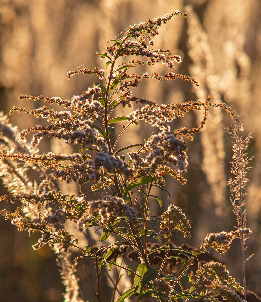 Золотарник канадский (Solidago canadensis)