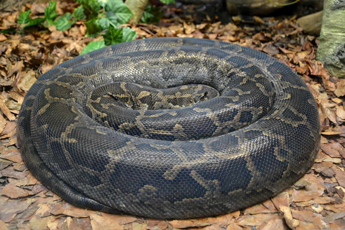 Темный тигровый питон (Python molurus bivittatus) в террариуме