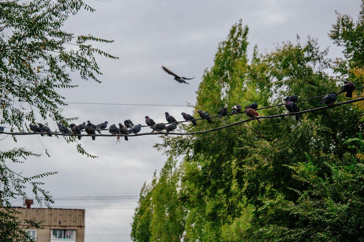 Group of pigeons sitting on wire