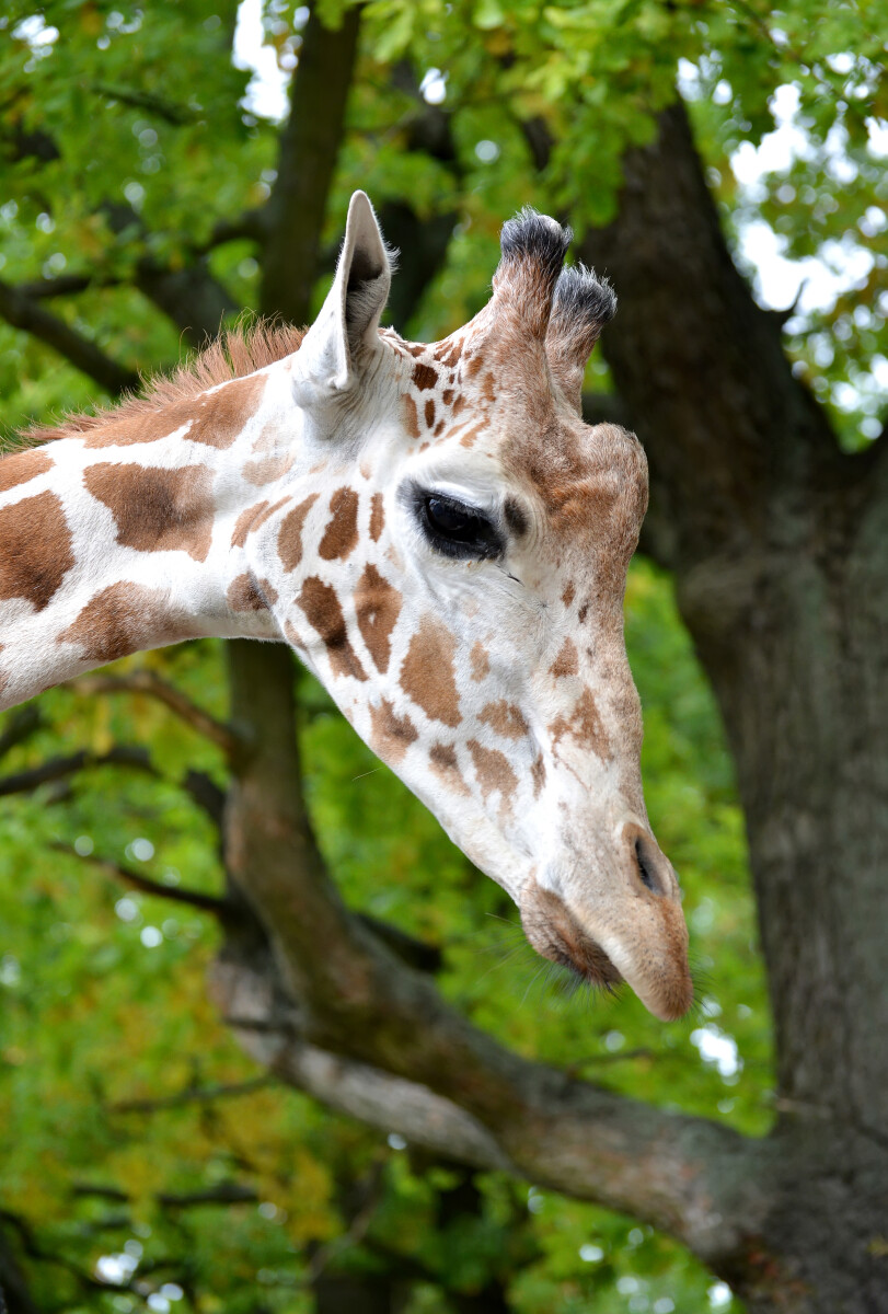 Голова сетчатого жирафа (Giraffa camelopardalis reticulata Linnaeus) в профиль