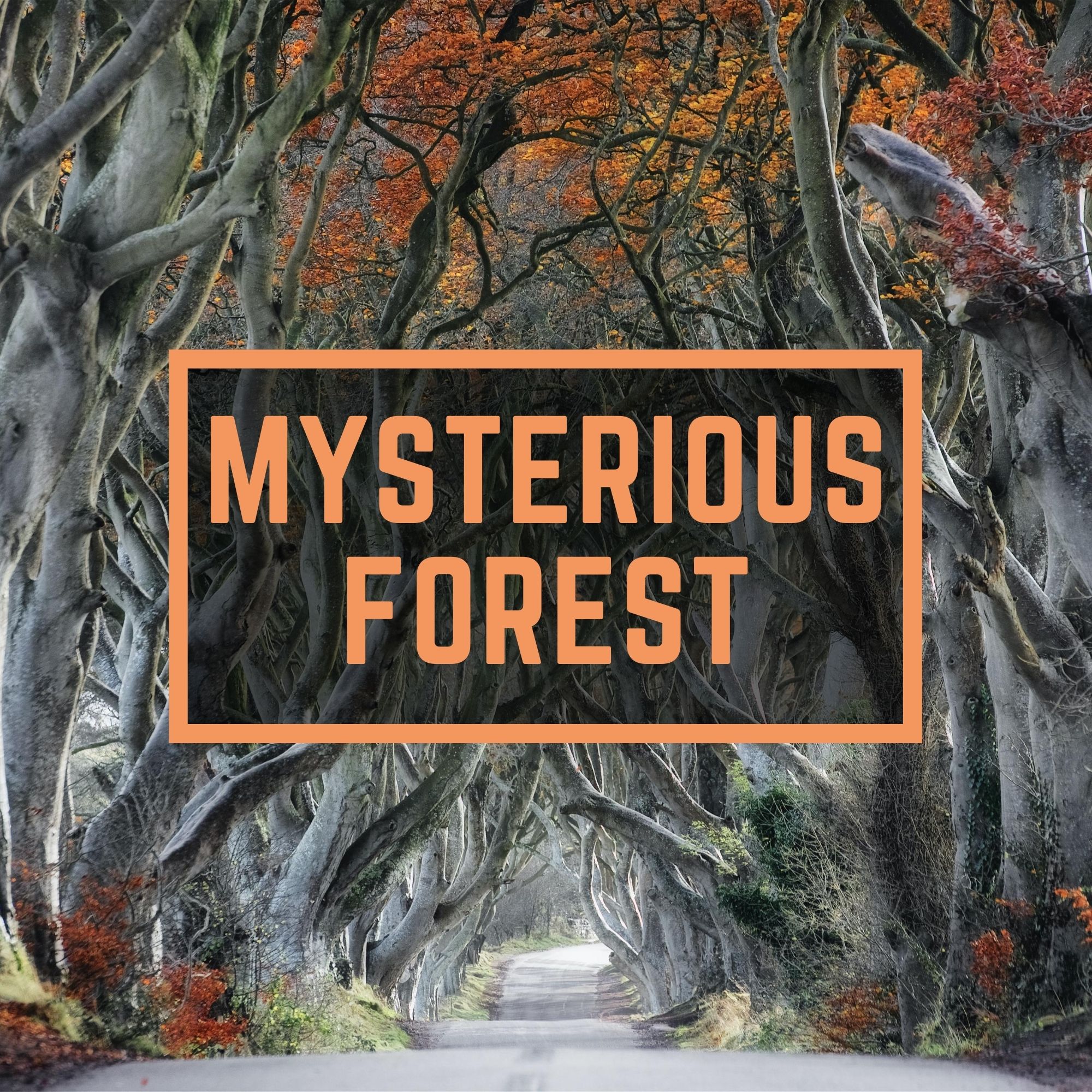 Mysterious forest