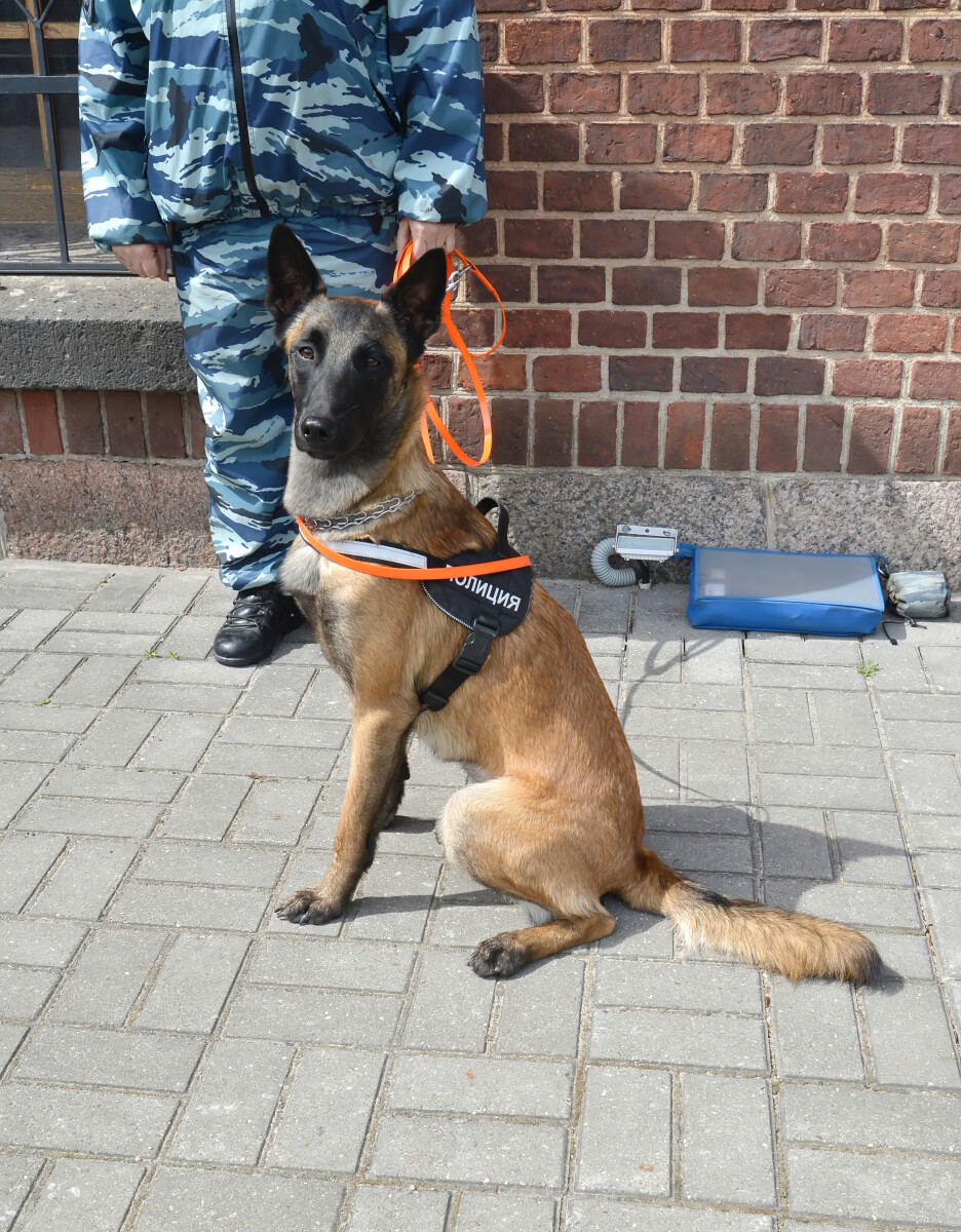 Бельгийская овчарка в офисной экипировке сидит на тротуаре возле кинолога