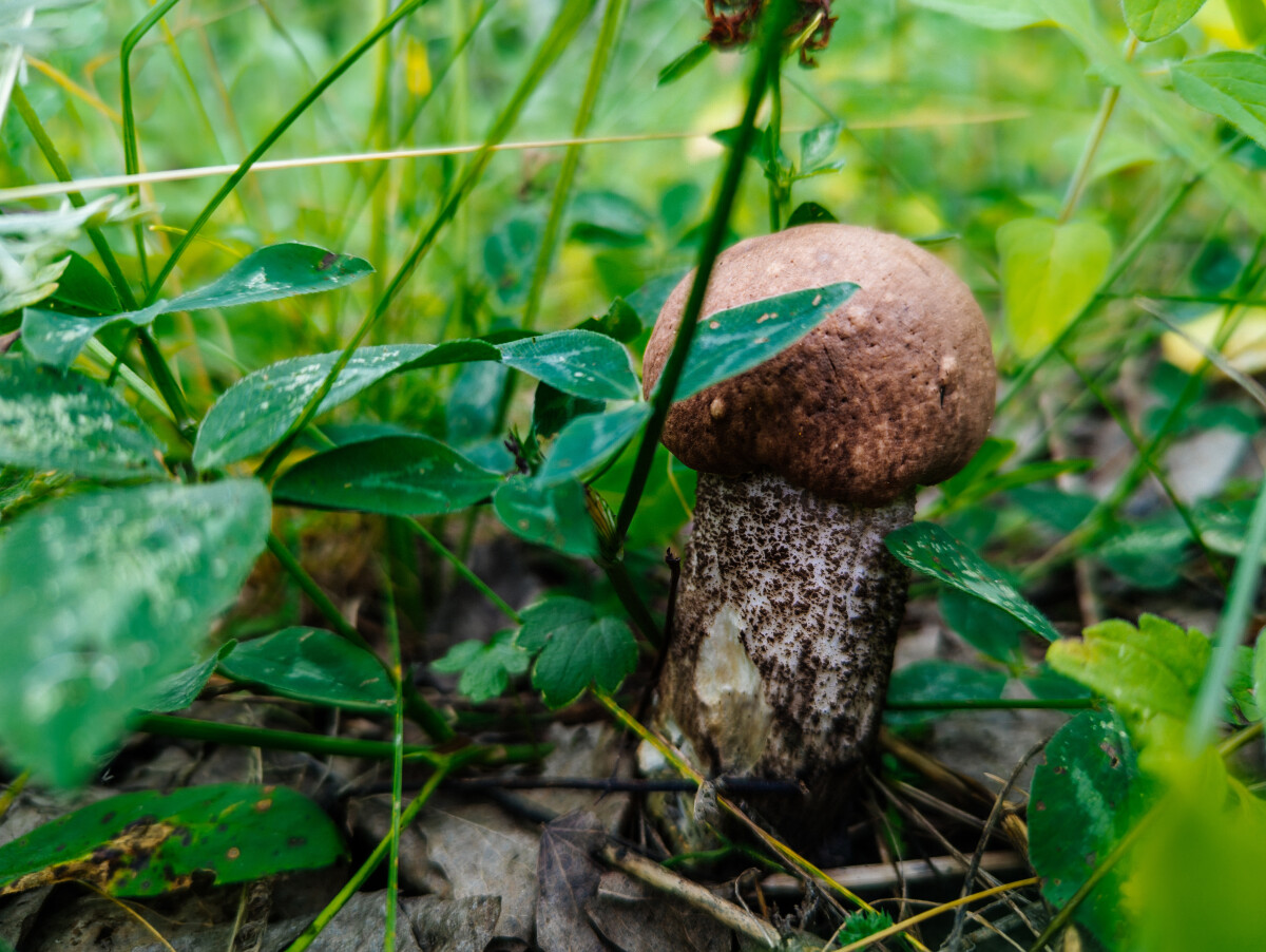 Mushroom birch bolete. Close up macro