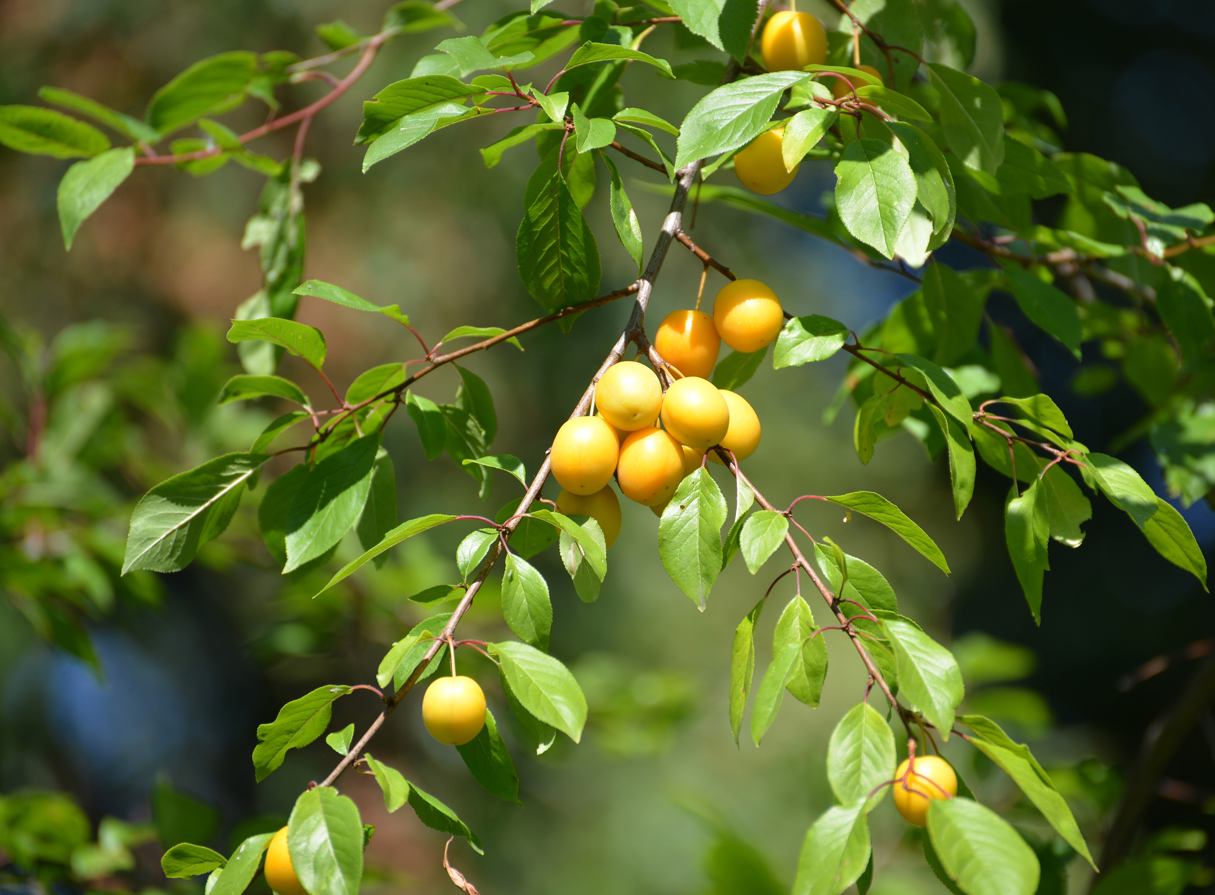 Ветка с плодами желтой алычи (Prunus cerasifera)