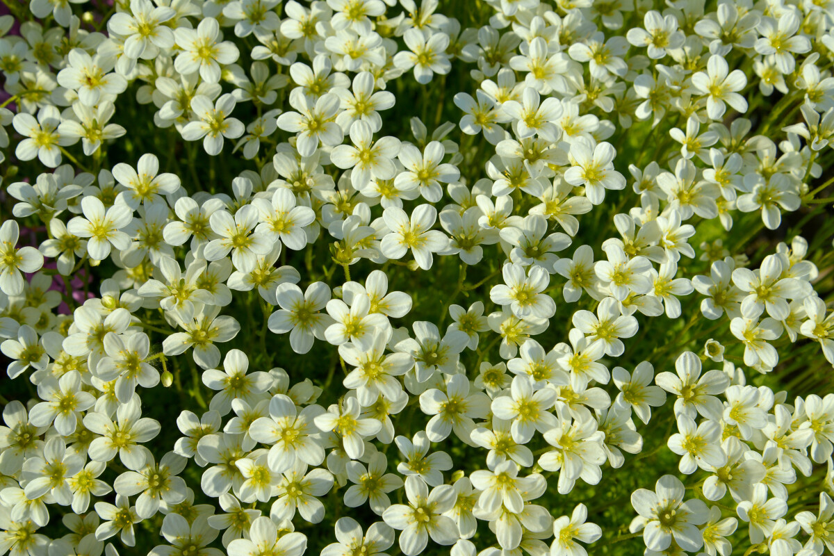 Камнеломка дерновая (Saxifraga cespitosa), фон