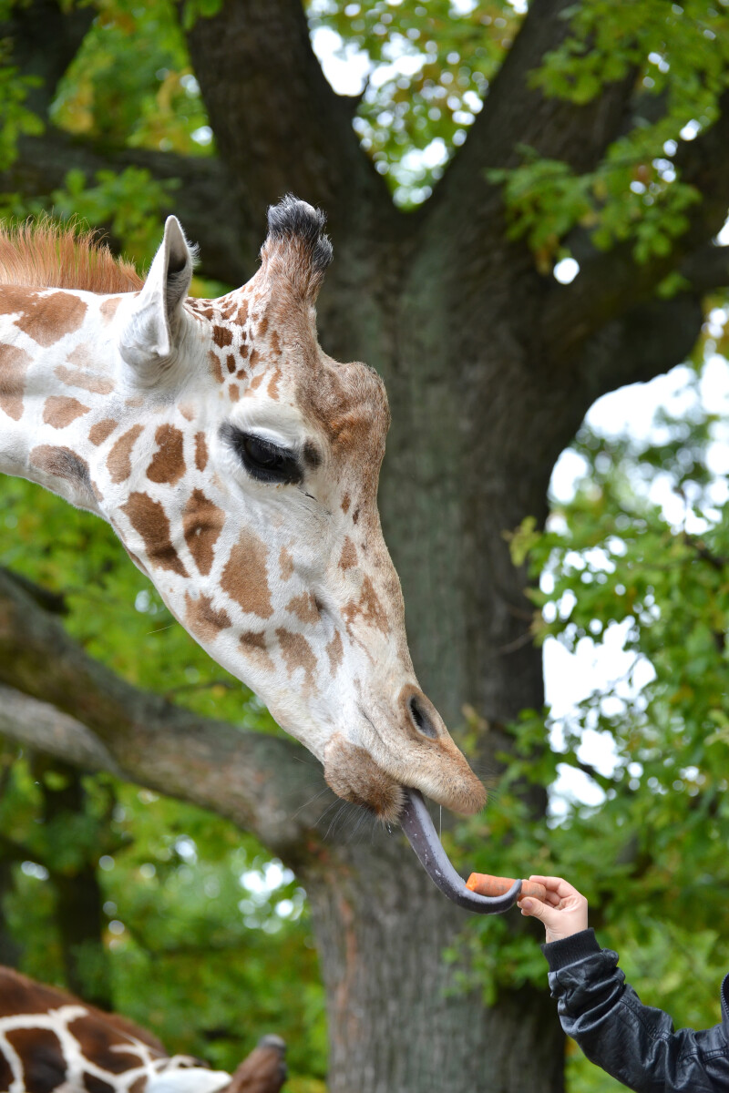 Сетчатый жираф (Giraffa camelopardalis reticulata Linnaeus) берет морковку из детской руки