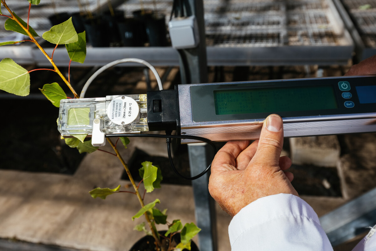 Scientist measuring plant photosynthesis by using portable device in laboratory