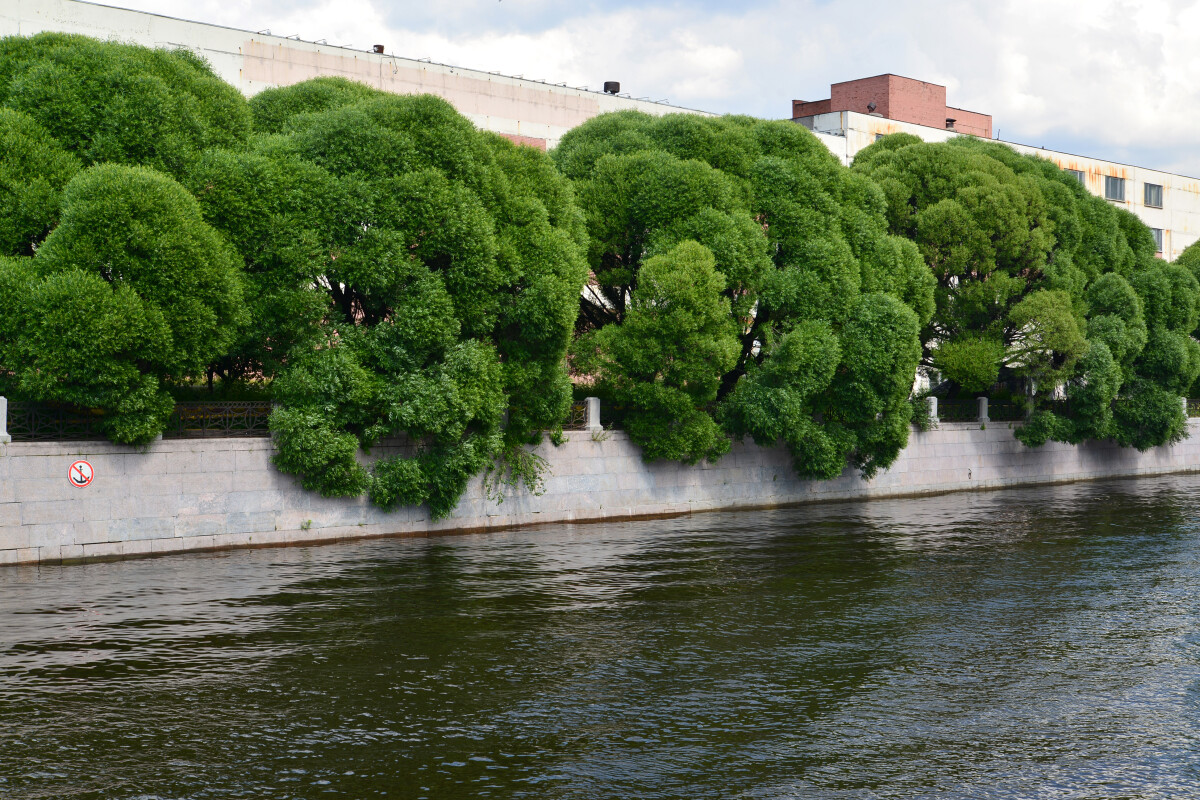 Ива ломкая (Salix fragilis L. ), растущая вдоль набережной реки Мойки