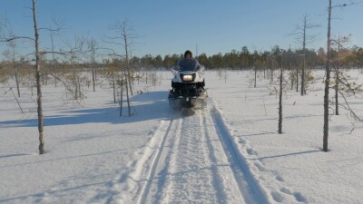 Западная Сибирь, ханты на снегоходах везут северных оленей в тайгу.