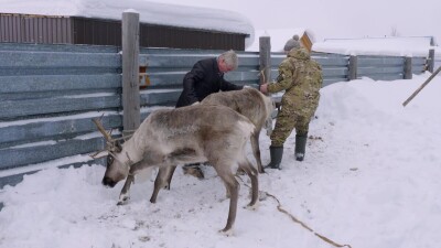 Западная Сибирь, Ханты-Мансийский автономный округ, село Русскинская: оленеводы народа ханты связывают северного оленя.