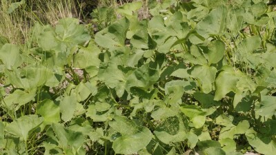 Южный Урал, белокопытник гладкий (Petasites radiatus) на берегу реки.