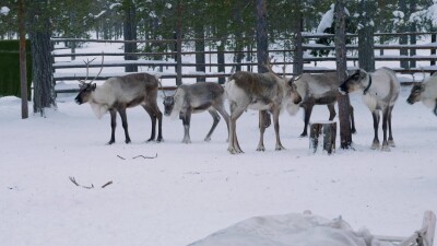 Западная Сибирь, стадо северных оленей в загоне.