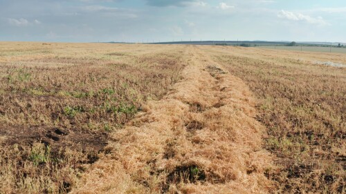 Поволжье, страда. Поле спелого нута. Вид с воздуха.