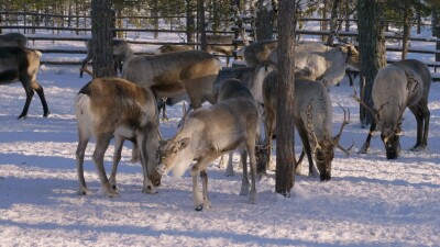 Западная Сибирь, стадо северных оленей в загоне.