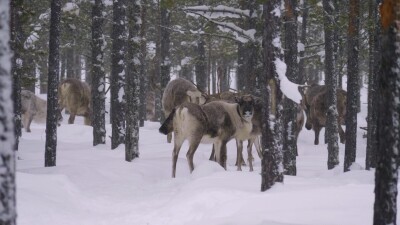 Западная Сибирь, стадо северных оленей в зимнем лесу.