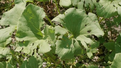 Южный Урал, белокопытник гладкий (Petasites radiatus) на берегу реки.