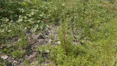 Южный Урал, цветущий кипрей мелкоцветковый (Epilobium parviflorum) у воды.