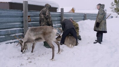 Западная Сибирь, Ханты-Мансийский автономный округ, село Русскинская: оленеводы народа ханты связывают северного оленя.