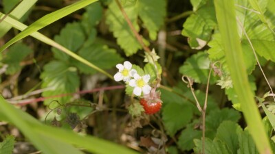 Южный Урал, ягоды земляники (Fragaria vesca) в траве.