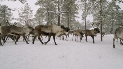 Западная Сибирь, оленевод ханты ловит северного оленя в загоне.