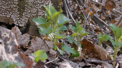 Южный Урал, побеги крапивы двудомной (Urtica dioica) ранней весной в лесу.