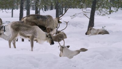 Западная Сибирь, стадо северных оленей в зимнем лесу.