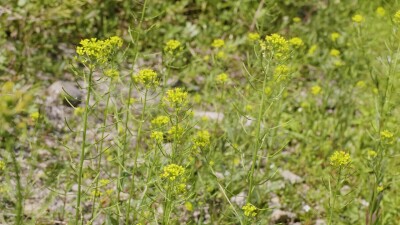 Южный Урал, цветущий желтушник левкойный (Erysimum cheiranthoides) на берегу реки.