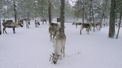 Западная Сибирь, северные олени в загоне едят рыбу