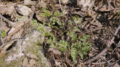 Южный Урал, побеги бутеня клубненосного (Chaerophyllum prescottii) весной в подлеске.