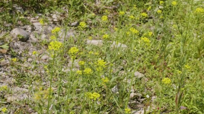 Южный Урал, цветущий желтушник левкойный (Erysimum cheiranthoides) на берегу реки.