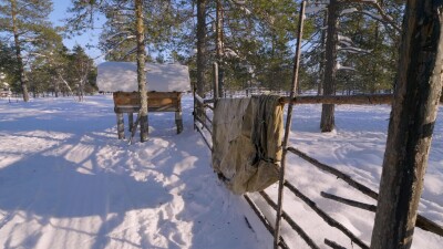 Западная Сибирь, оленевод ханты отряхивает тент от снега.