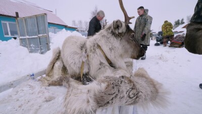 Западная Сибирь, Ханты-Мансийский автономный округ, село Русскинская: оленеводы ханты укладывают связанных оленей на нарты.