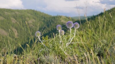 Южный Урал, цветущий мордовник обыкновенный (Echinops ritro) в горах.