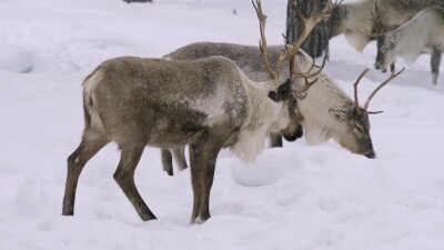 Западная Сибирь, стадо северных оленей в зимнем лесу.