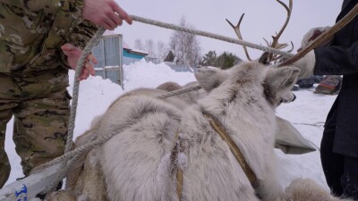 Западная Сибирь, Ханты-Мансийский автономный округ, село Русскинская: оленеводы ханты укладывают связанных оленей на нарты.