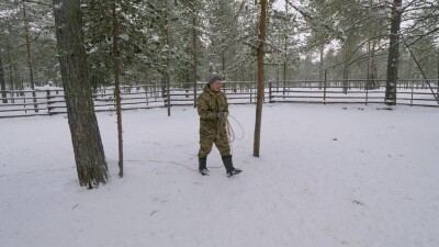 Западная Сибирь, оленевод ханты ловит северного оленя в загоне.