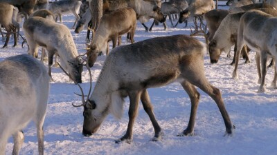 Западная Сибирь, стадо северных оленей в загоне.