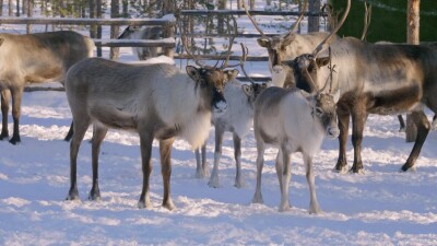 Западная Сибирь, стадо северных оленей в загоне.