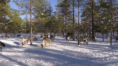 Западная Сибирь, стадо северных оленей в загоне.