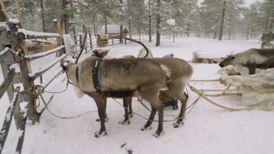 Западная Сибирь, оленевод ханты запрягает северных оленей в нарты.