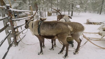 Западная Сибирь, оленевод ханты запрягает северных оленей в нарты.