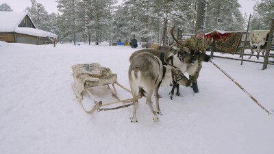 Западная Сибирь, оленевод ханты запрягает северных оленей в нарты.