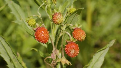 Южный Урал, ягоды земляники (Fragaria vesca) в траве.