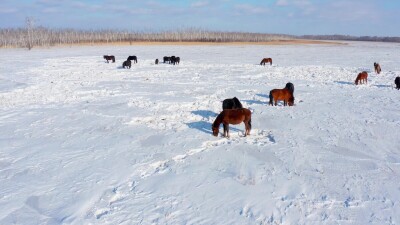 Восточная Сибирь, лошади пасутся в снежной степи. Вид с воздуха.