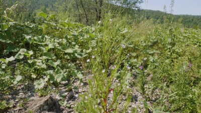 Южный Урал, цветущий кипрей мелкоцветковый (Epilobium parviflorum) у воды.