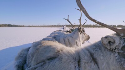 Западная Сибирь, оленеводы ханты везут северных оленей на нартах.