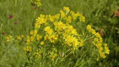 Южный Урал, цветущая якобея обыкновенная (Jacobaea vulgaris) на лужайке летом.